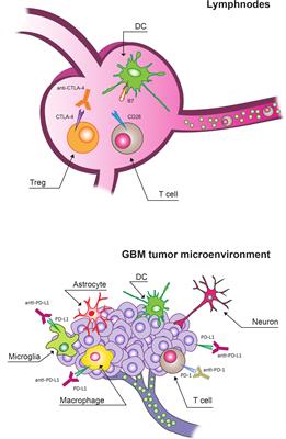 The Molecular and Microenvironmental Landscape of Glioblastomas: Implications for the Novel Treatment Choices